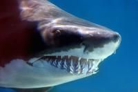 Der Hai - ungefährlich mit traumhaften Zähnen (Quelle: fotolia/prodente).