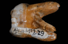 Dieser Backenzahn eines Denisova-Menschen unterscheidet sich deutlich von dem eines Neandertalers und dem eines modernen Menschen. Bild: Max-Planck-Institut für evolutionäre Anthropologie