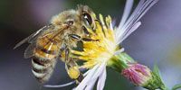 Weltweit sterben Bienenvölker aus und unsere gesamte Nahrungskette ist in Gefahr. Wissenschaftler machen bestimmte toxische Pestizide dafür verantwortlich und vier europäische Regierungen haben diese bereits verboten. Wenn wir die USA und die EU zum gemeinsamen Verbot bewegen, könnten viele Regierungen weltweit dem Beispiel folgen und die Bienen vor dem Aussterben retten. Quelle: Avaaz