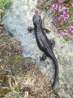 Lanzas Alpensalamander (Salamandra lanzai)