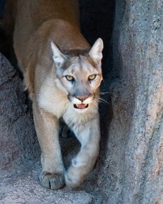 Der Puma (Puma concolor) ist eine Katzenart Nord- und Südamerikas.