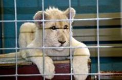 Enge Käfige: Ein junger Löwe bei Zirkus Krone. Bild: PETA