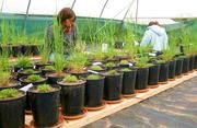 Gewöhnlicher Glatthafer im Ökologisch-Botanischen Garten (ÖBG) der Universität Bayreuth. Foto: Prof. Dr. Anke Jentsch; zur Veröffentlichung frei.