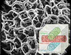 3D-Druckerzeugnis: Blutgefäße lassen sich herstellen. Bild: wyss.harvard.edu