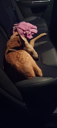 Rehkitz Bild: Polizei