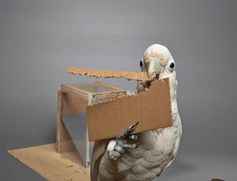 Goffin-Kakadu: Er stanzt sich aus Pappe ein eigenes Werkzeug. Bild: Bene Croy