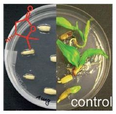 Ein flüchtiges Lacton aus dem Falschen Weißen Stengelbecherchen inhibiert die Keimung von Eschensame
Quelle: (c) Wiley-VCH (idw)