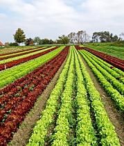 Salatfeld: Jede vierte Pflanze wird heute vom Menschen konsumiert. Bild: pixelio.de/Giebener