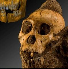 Australopithecus Sediba: Urahn des Menschen. Bild: Uni Zürich