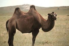 Trampeltier (Camelus bactrianus) Bild: de.wikipedia.org
