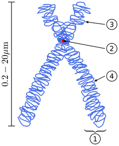Schema eines submetazentrischen Metaphasechromosoms. (1) Einer der beiden Chromatiden (2) Centromer, die Stelle, an dem die beiden Chromatiden zusammenhängen. Hier setzen in der Mitose (siehe auch unten) die Mikrotubuli an. (3) Kurzer Arm (p-Arm). (4) Langer Arm (q-Arm). Bild: Chromosome-upright.png: Original version: Magnus Manske, this version with upright chromosome: User:Dietzel65 / derivative work: Tryphon (talk) / de.wikipedia.org