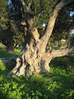 Stamm eines alten Olivenbaums.