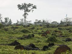 Gerodeter Regenwald für Palmölplantage, Elfenbeinküste. Bild: Hartmut Jungius / WWF-Canon