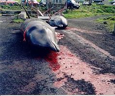 Getötete Wale auf den Färöer-Inseln Bild: Erik Christensen, Porkeri / de.wikipedia.org