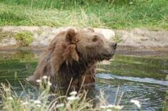 Bruno beim Baden im BÄRENWALD Müritz; Bild: BÄRENWALD Müritz