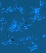 Fluoreszenzmikroskopisches Bild des autotrophen Ostseebakteriums GD1. Jana Grote, IOW