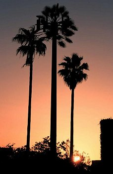 Mobilfunkantennen in Form von Palmen in Südkalifornien