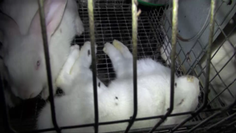 Die Kaninchen müssen mit bereits toten Tieren im Käfig verharren. Bild: VIER PFOTEN