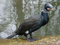 Kormoran Bild: BS Thurner Hof / de.wikipedia.org