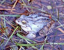 Männchen, zur Laichzeit blau gefärbt. Bild: Christian Fischer / de.wikipedia.org