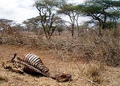 Tierkadaver säumen die Wege und Straßen in den von der Dürre bedrohten Gebieten in Kenia. Bild: Welthungerhilfe / Krebber