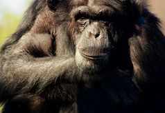 Schimpanse: Unterschiede auch im Darm. Bild: pixelio.de, Nadine Becker