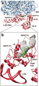 Abb.: Die Geburt eines neuen Proteins beobachtet mit Hilfe der Kryo-Elektronenmikroskopie: Ein neues Protein schaut zunächst mit seiner Signalsequenz (grün) aus dem Austrittstunnel am Ribosom (blau) heraus. Sie wird vom Signalerkennungsprotein (SRP, rot) erkannt und gebunden. Die Bindung von SRP ist entscheidend für den weiteren Versand des neuen Proteins in der Zelle. Bild: Max-Planck-Institut für Molekulare Genetik
