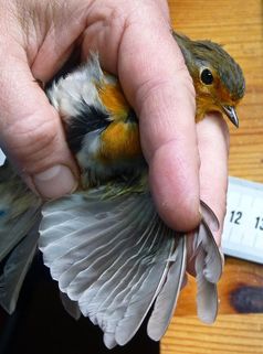 Anhand der Flügelgröße bestimmten die Wissenschaftler das Alter der Vögel.
Quelle: MPI für Ornithologie, Radolfzell (idw)