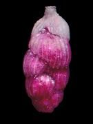Lichtmikroskopische Aufnahme eines zum Zeitpunkt der Probennahme lebenden, 0,68 mm großen Exemplars, das aus 188 m Wassertiefe vor La Coruña, Spanien geborgen wurde. Die Zellflüssigkeit des Individuums wurde pink eingefärbt. Foto: J. Schönfeld, IFM-GEOMAR