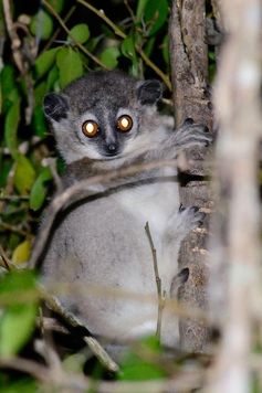 Ein junger Weißfuß-Wieselmaki (Lepilemur leucopus) während seiner nächtlichen Aktivität.
Quelle: Foto: Hajarimanitra Rambeloarivony (idw)