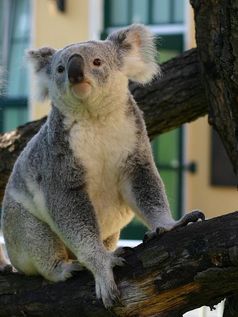 Koala
Quelle: Barbara Feldmann, IZW (idw)