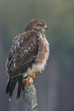 Bussarde sind mittelgroße Greifvögel aus der Familie der Habichtartigen.