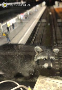 Waschbär am Hauptbahnhof