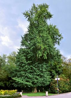 Älterer Ginkgobaum (Ginkgo biloba)