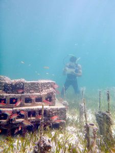 Forscher unter Wasser: Analyse von Fischvorkommen oft schwierig. Bild: uga.edu