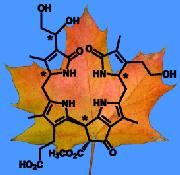 Ein bislang unbekanntes Chlorophyll-Abbauprodukt wurde jetzt in den Blättern des Spitzahorns entdeckt. (c) Wiley-VCH