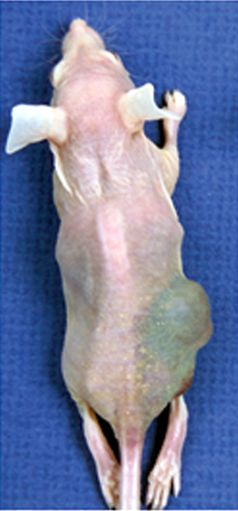 Tierversuche: Eine athymische Maus mit einem implantierten humanem Prostatakarzinom. Athymische Mäuse werden häufig in der Krebsforschung als Modellorganismus verwendet.