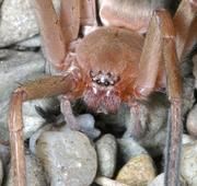 Eusparassus sp. (female), Eine heute lebende Art der Gattung Copyright: Senckenberg Forschungsinstitut