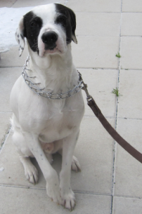 Hund mit Stachelhalsband. In Österreich und in der Schweiz ist diese grausame Methode der Hundeerziehung bereits verboten. Bild: VIER PFOTEN