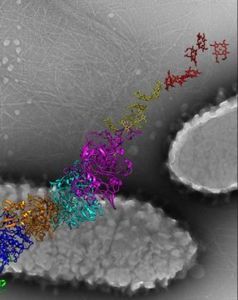 Modell eines Nanodrahts zweier Bakterien.
