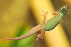 Geckos kleben förmlich an Oberflächen. Bild: pixelio.de, Andreas Geck