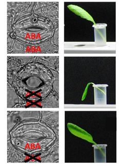 Das Stresshormon Abszisinsäure (ABA) schützt Pflanzen vor dem Verwelken. Unter seiner Einwirkung schließen Blätter bei niedriger Luftfeuchtigkeit ihre Spaltöffnungen und überleben (oben). Dabei wird ABA sowohl in den Schließzellen als auch in anderen Geweben gebildet. Eine Mutante, die überhaupt kein ABA mehr synthetisieren kann, wird schnell welk (Mitte). Wird in dieser Mutante nur in den Schließzellen ABA produziert (unten), verhält sie sich bei niedriger Luftfeuchtigkeit wieder wie eine normale Pflanze.
Quelle: Bild: Peter Ache, Uni Würzburg (idw)