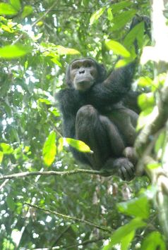 Schlangen werden von Schimpansen gefürchtet. Dieser hier hat sich auf einen Baum geflüchtet. Bild: R. Wittig/MPI f. evolutionäre Anthropologie (idw)
