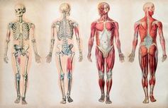 Anatomie des Menschen: nur wenig Wissen vorhanden. Bild: lancaster.ac.uk