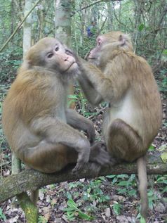 Männchen-Weibchen Freundschaft bei Assam-Makaken.
Quelle: Foto: Universität Göttingen (idw)