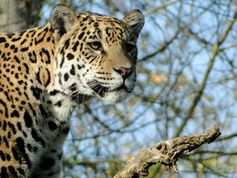Jaguar: Bedrohte Tierart soll geklont werden. Bild: pixelio.de, R. van Melis