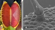 Geöffnete Venus Fliegenfalle (A): Deutlich erkennbar sind die sensorischen Haare, deren Natur in der Ausschnittvergrößerung (B) mittels Raster-Elektronen-Mikroskopie deutlich wird. Berühren potenzielle Beutetiere ein Haar, werden dessen Zellen an einer Soll-Knickstelle gequetscht. Es entsteht ein elektrisches Signal, das sich über die Fallenoberfläche ausbreitet. Folgt kurz darauf ein zweites Signal, klappt die Falle zu. Aus ihren rosettenartigen Drüsenkomplexen (in B erkennbar) setzt die Pflanze dann Verdauungssekret frei. Auf jedem Quadratmillimeter sitzen 60 Drüsen, das macht 37.000 pro Falle. Bilder: Christian Wiese (A), Benjamin Hedrich (B)