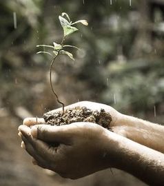 Zartes Pflänzchen: Neue Bäume lösen Klimaproblem nicht.