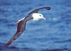 Schwarzbrauenalbatros (Thalassarche melanophris) Bild: Original uploader was Kils at de.wikipedia Later versions were uploaded by ArtMechanic at de.wikipedia