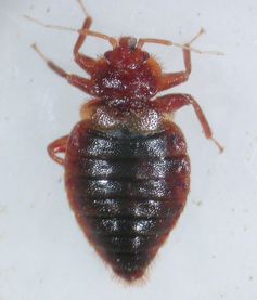 Cimex dissimilis (Bettwanze)